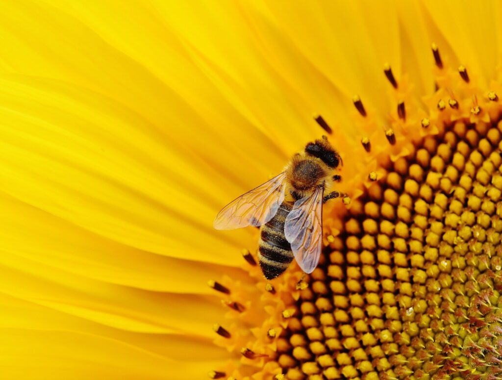 Busy Bee or Productive Paul? 5 Are You a Busy Bee or Productive Pau