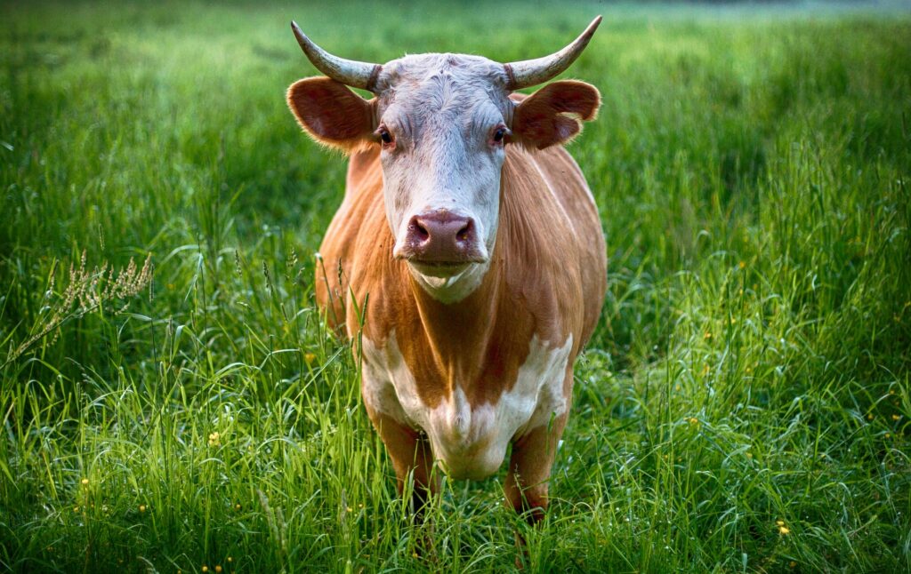 Grab the bull by the horns